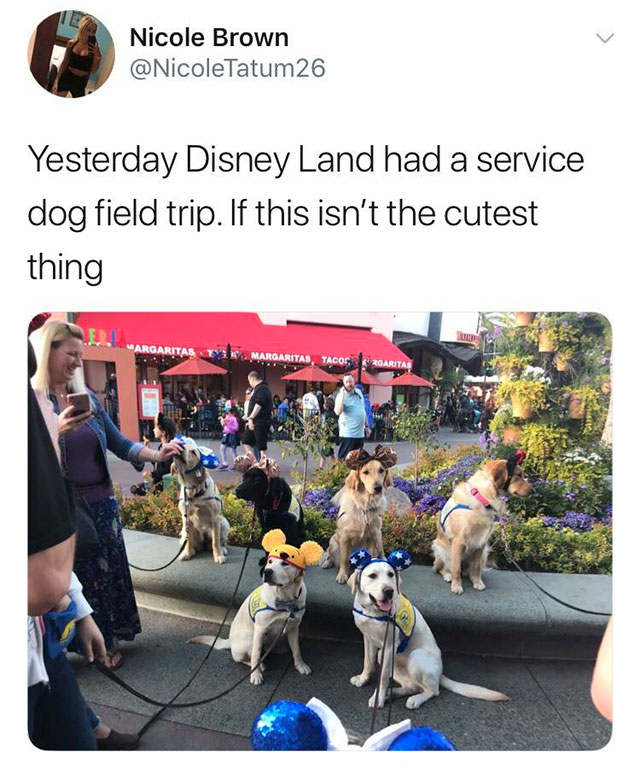 service dog quotes - Nicole Brown 26 Yesterday Disney Land had a service dog field trip. If this isn't the cutest thing Margaritas, Tacos Raritas