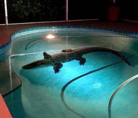 alligator in swimming pool