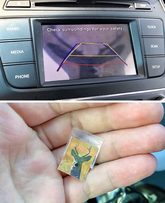 “I’ve hit 2 deer in a month while commuting to work and my boss thought it would be funny to put this on my back up camera in the rental car I’m driving.”