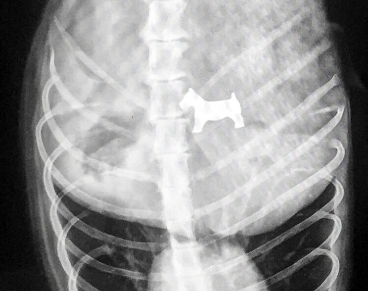 dog stomach xray