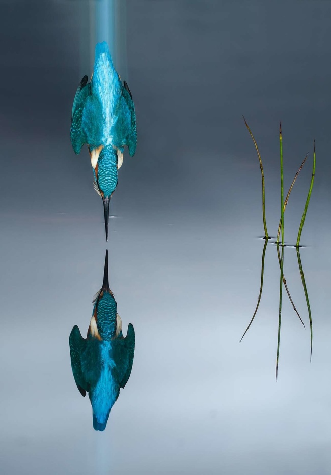 A kingfisher and its reflection in the water
