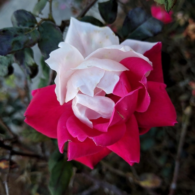A pink and white rose