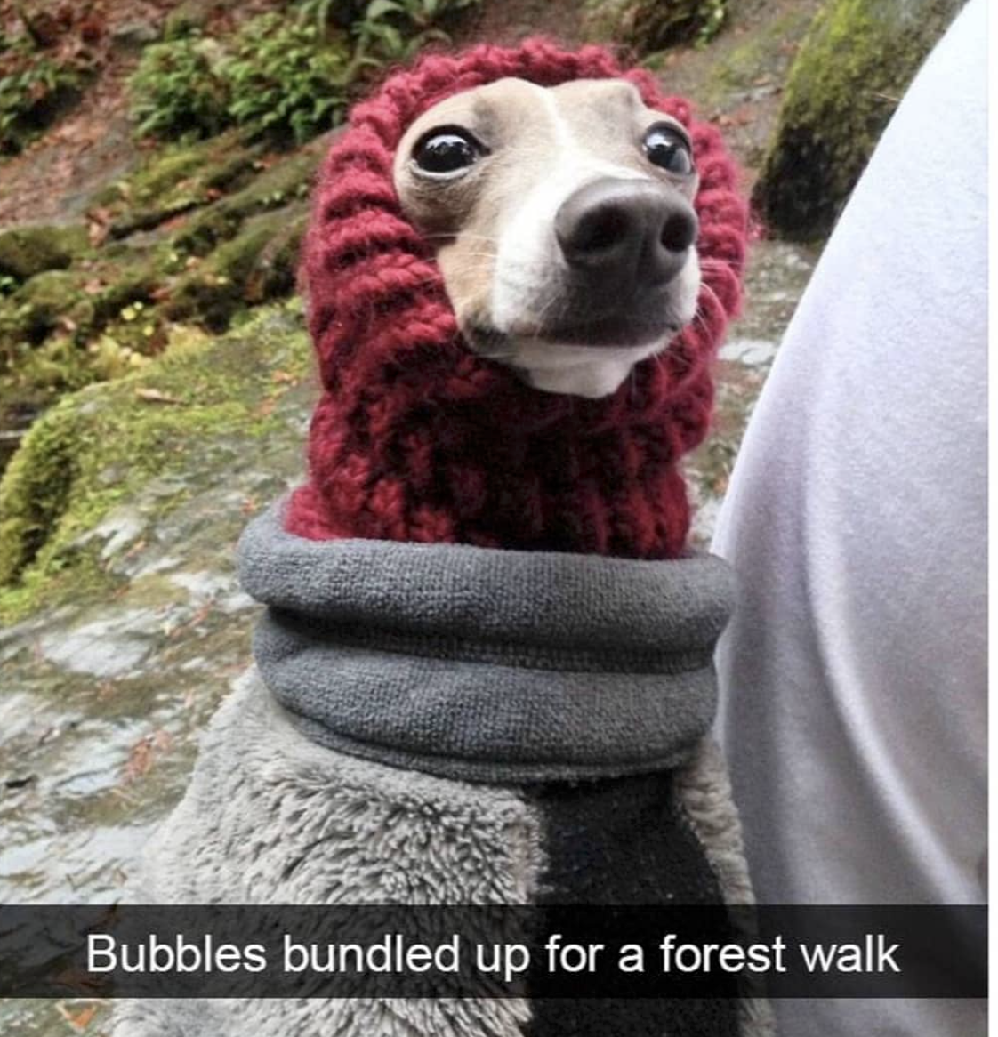 bundled up dog - Bubbles bundled up for a forest walk