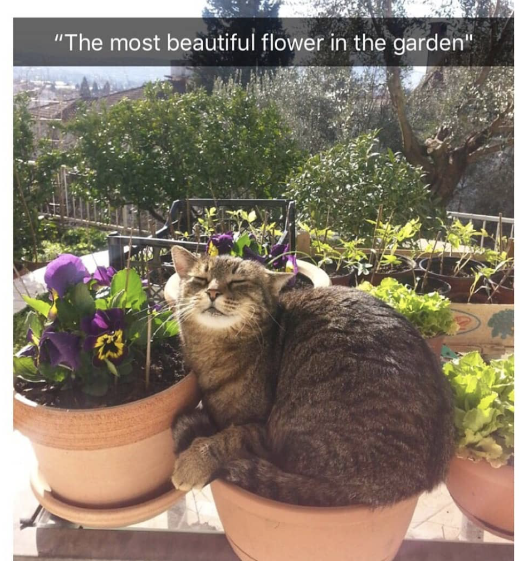 most beautiful flower in the garden cat - "The most beautiful flower in the garden"