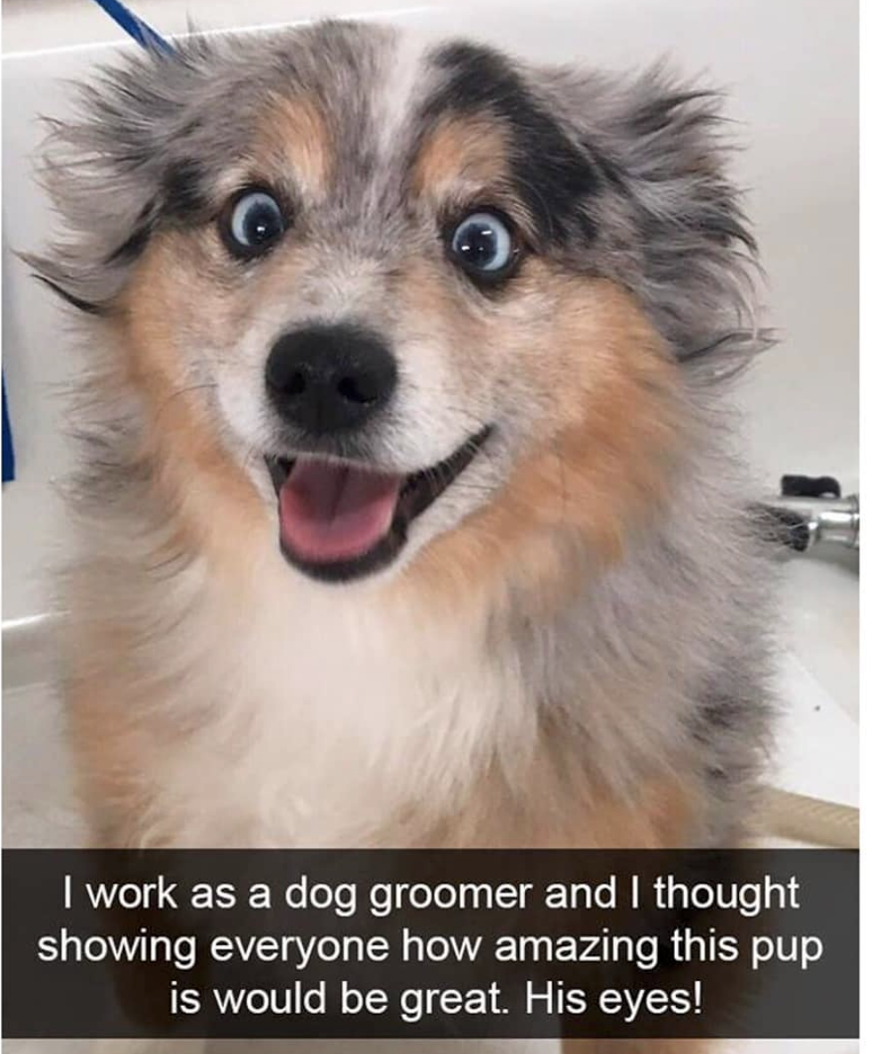 dog groomer meme - I work as a dog groomer and I thought showing everyone how amazing this pup is would be great. His eyes!