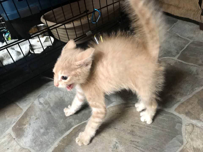 This kitten saw a dog for the first time.