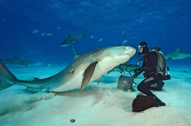 A diver and a tiger shark near the northern Bahamas.