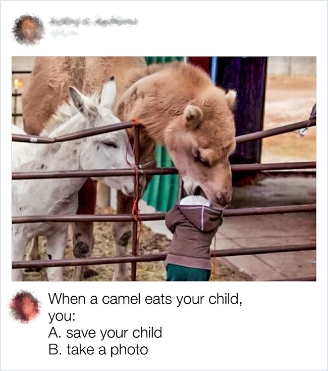 bad parenting 101 - When a camel eats your child, you A. save your child B. take a photo