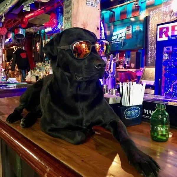 Random plot break. Meet Kruzer, the bar’s mascot dog.

OK. Back to the story…
