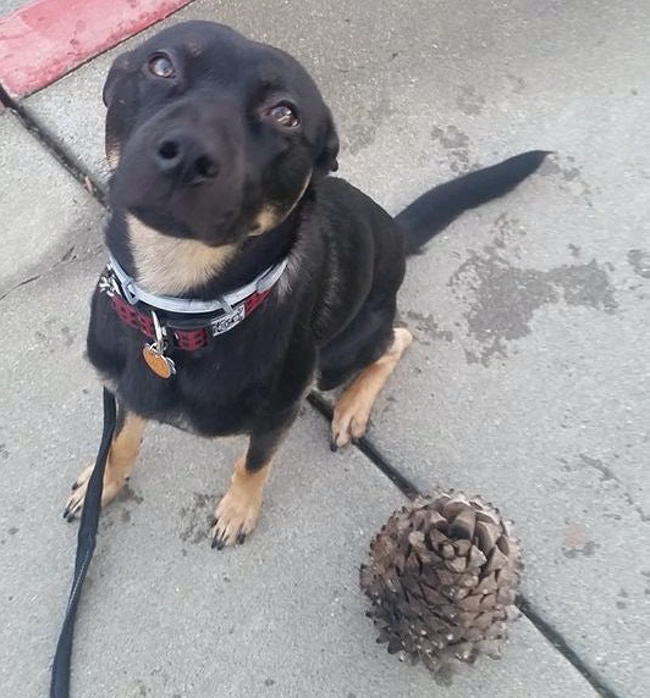 “Mulder found the biggest pine cone he’s ever seen! He was so proud of himself as he pulled it out of a bush to show me.”
