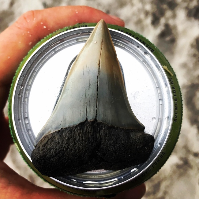 “Check out this shark’s tooth I found. It’s just a little bigger than my beer can.”