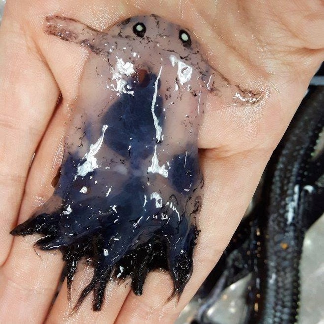 This is a “sea pickle”, a blob of pyrosomes that lives in the ocean. This one was caught off the East Australian coast.