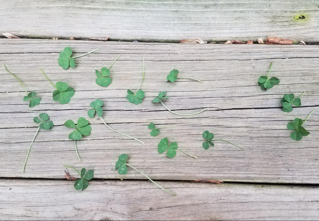 “Yesterday, I found 15 four-leaf clovers and 3 five-leaf clovers in the same patch.”