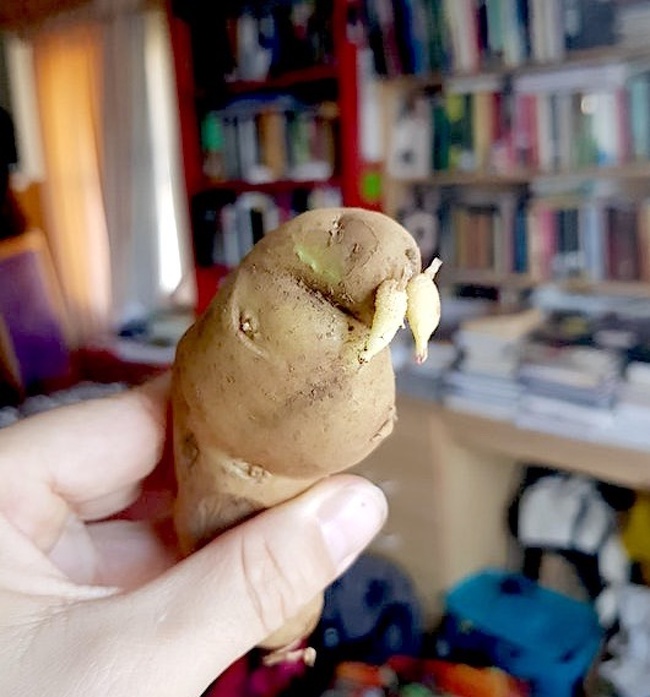 This potato looks like a walrus.