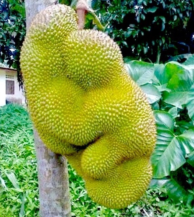 A jackfruit mommy hugs its baby.