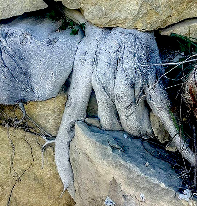 These roots look like fingers.