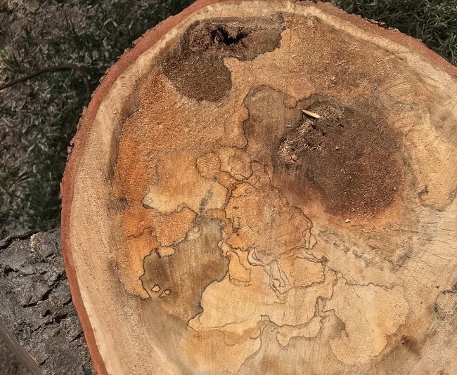 This tree cut looks like an ancient map.