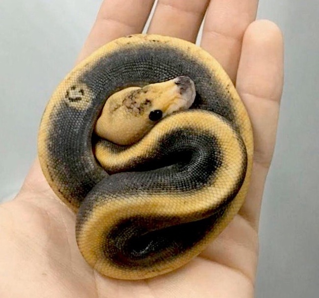 This snake has a smiley face tattoo.