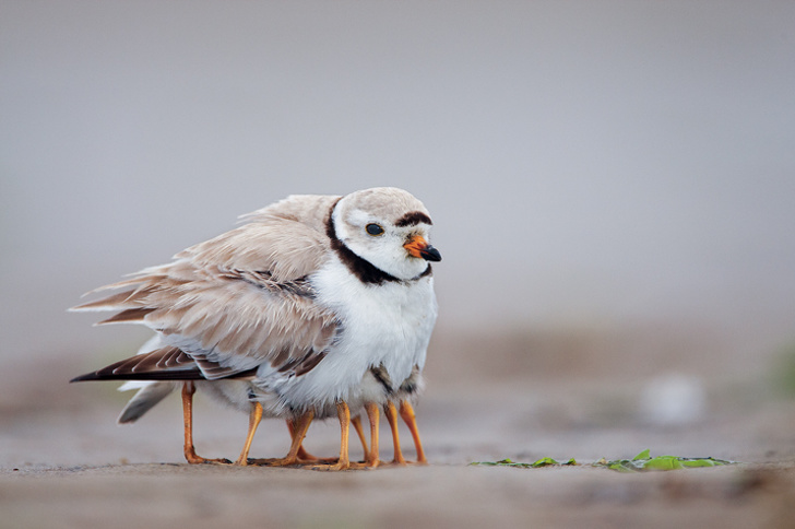 This piping plover serves as a warm cover for her kids.