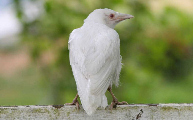 A white crow