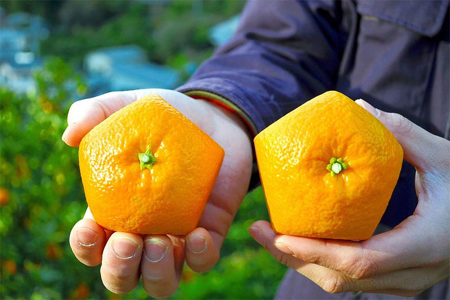 Pentagonal oranges