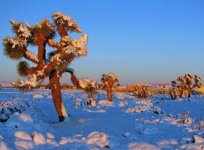Mojave desert covered with snow