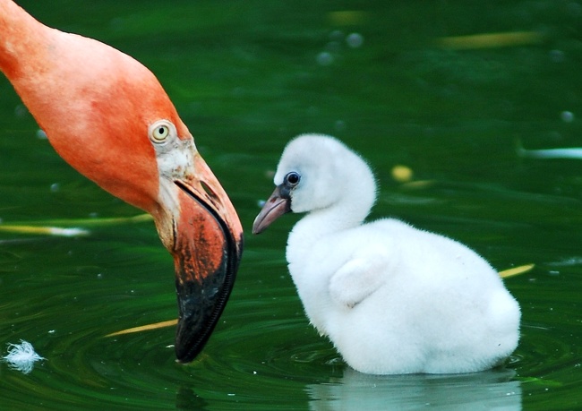 A baby flamingo
