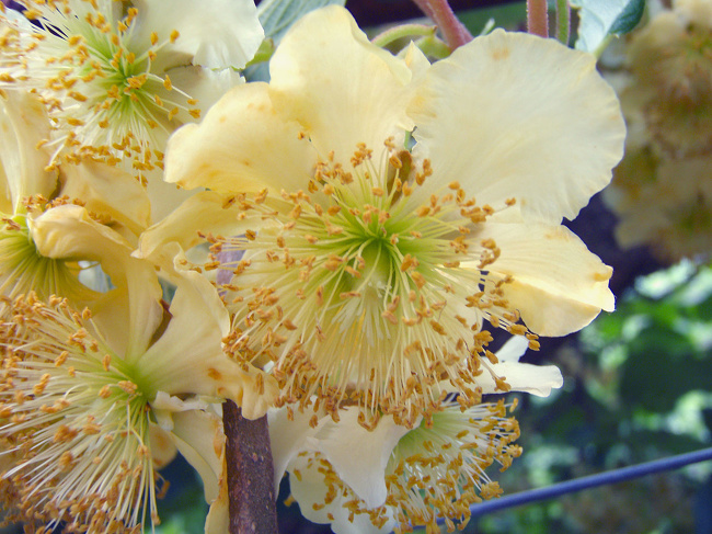 Kiwi blossom