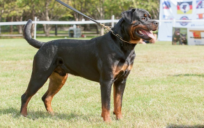 A rottweiler with a long tail