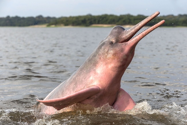 A river dolphin