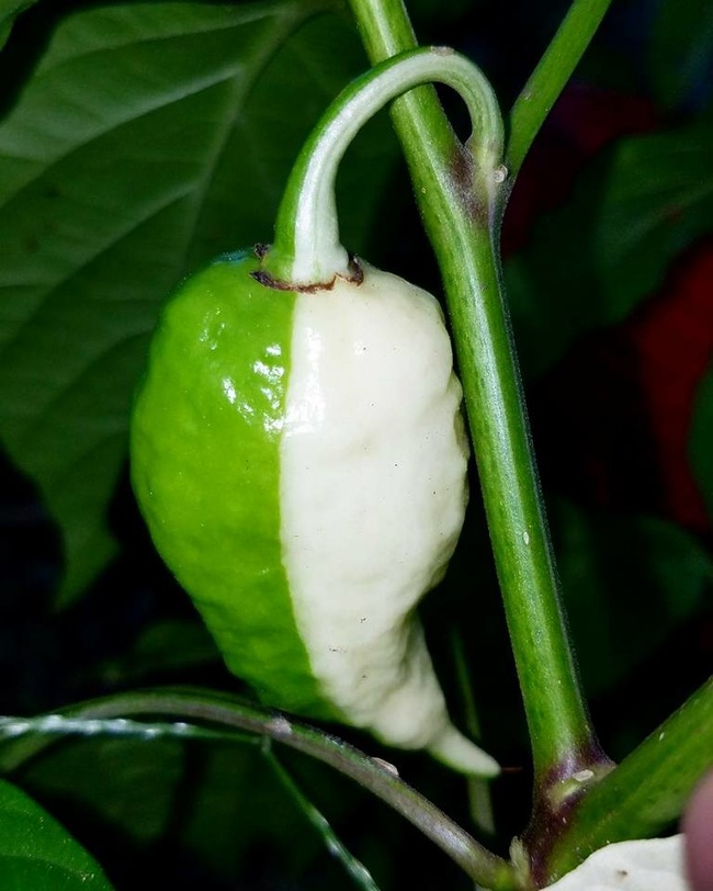 A two-colored pepper