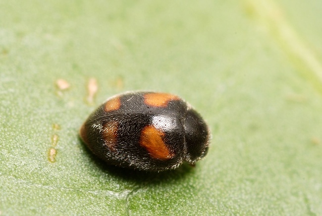 A hairy ladybug