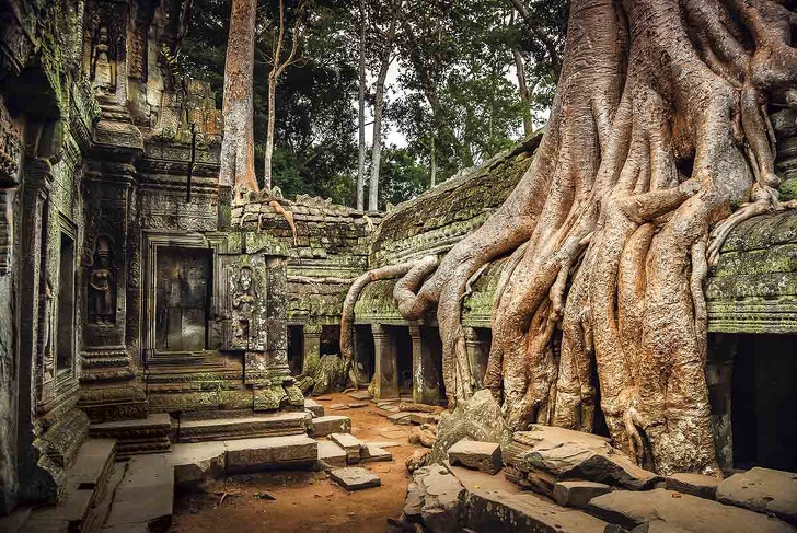 Tree roots in Angkor Wat, Cambodia