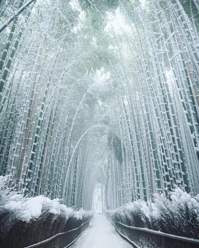 A bamboo forest in snow