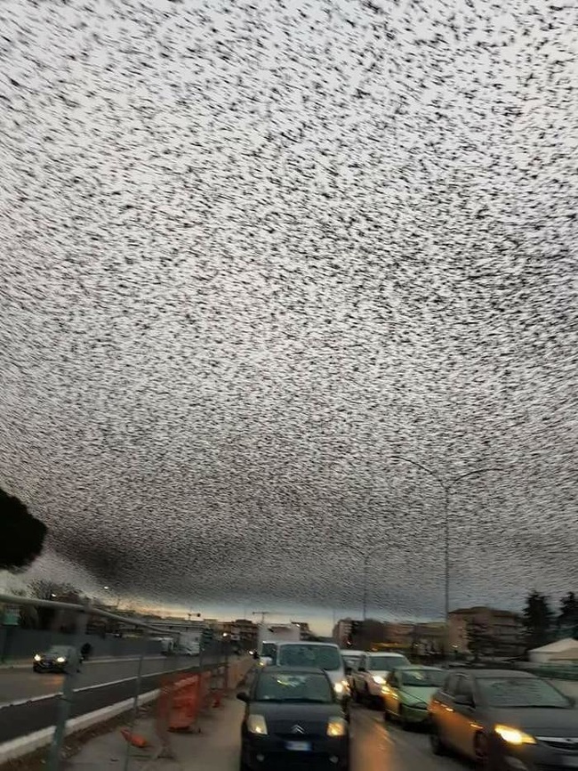 Thousands of migrating starlings in the sky above Rome