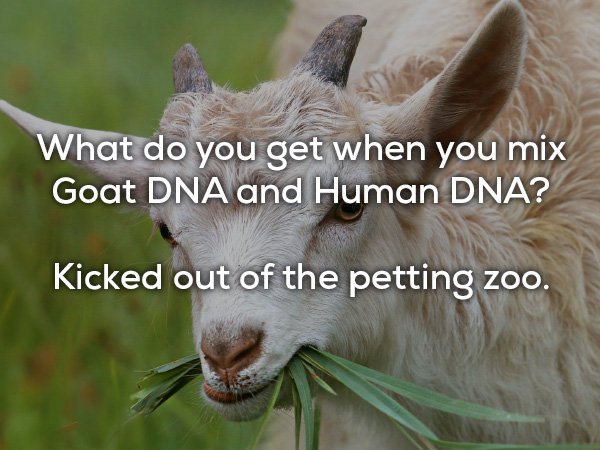 animals that start with g - What do you get when you mix Goat Dna and Human Dna? Kicked out of the petting zoo.