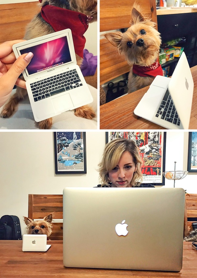 “I bought a mini toy laptop for my dog so he can at least look like he’s helping support this family.”