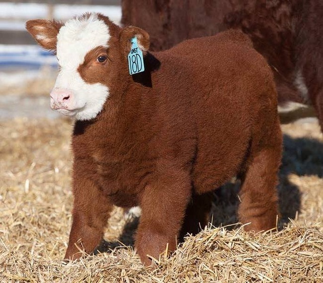 Cows can be adorable too.