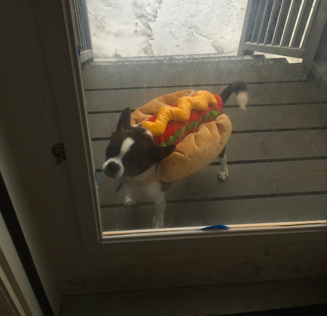 “He’s so small he can sneak through the fence when he goes outside, so he must wear the escape-proof wiener bun of shame at potty time.”