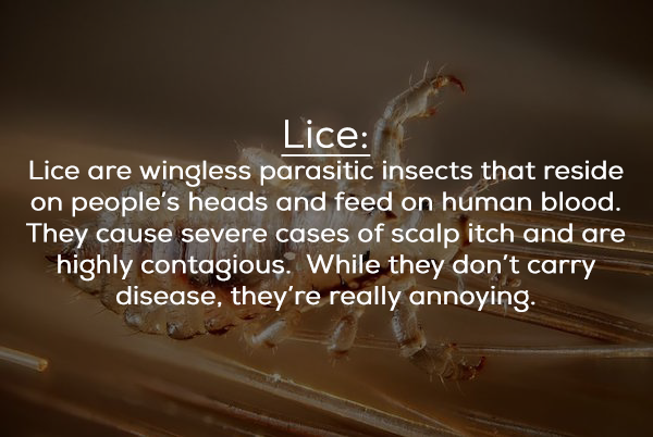 indi nl - Lice Lice are wingless parasitic insects that reside on people's heads and feed on human blood. They cause severe cases of scalp itch and are highly contagious. While they don't carry disease, they're really annoying.