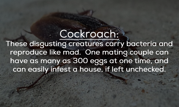 photo caption - Cockroach These disgusting creatures carry bacteria and reproduce mad. One mating couple can have as many as 300 eggs at one time, and can easily infest a house, if left unchecked.