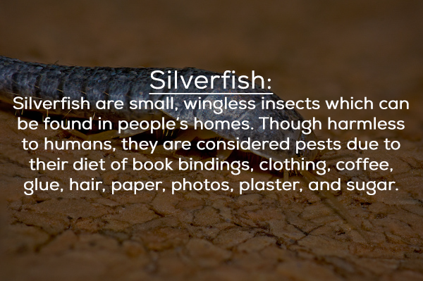 soil - Silverfish Silverfish are small, wingless insects which can be found in people's homes. Though harmless to humans, they are considered pests due to their diet of book bindings, clothing, coffee, glue, hair, paper, photos, plaster, and sugar.