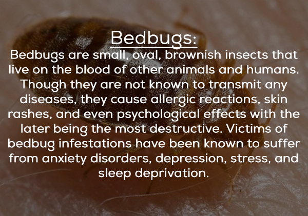 golput - Bedbugs Bedbugs are small, oval, brownish insects that live on the blood of other animals and humans. Though they are not known to transmit any diseases, they cause allergic reactions, skin rashes, and even psychological effects with the later be