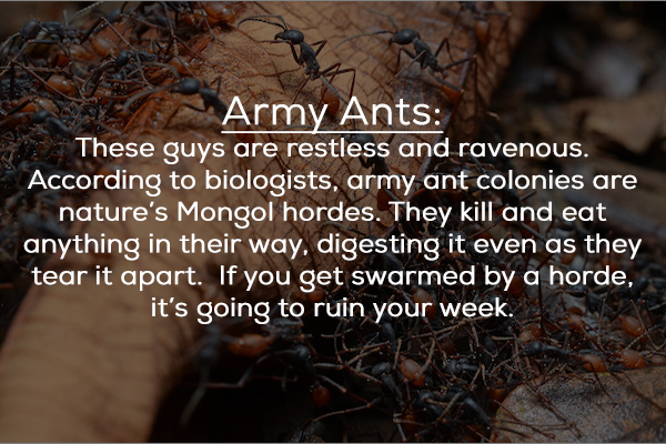 soil - Army Ants These guys are restless and ravenous. According to biologists, army ant colonies are nature's Mongol hordes. They kill and eat anything in their way, digesting it even as they tear it apart. If you get swarmed by a horde, it's going to ru