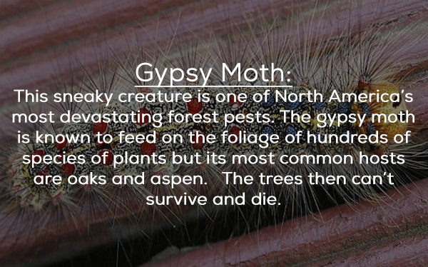 gypsy moth caterpillar - Gypsy Moth This sneaky creature is one of North America's most devastating forest pests. The gypsy moth is known to feed on the foliage of hundreds of species of plants but its most common hosts are oaks and aspen. The trees then 