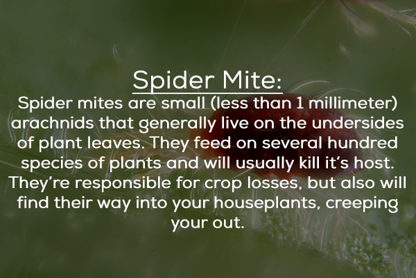 water - Spider Mite Spider mites are small less than 1 millimeter arachnids that generally live on the undersides of plant leaves. They feed on several hundred species of plants and will usually kill it's host. They're responsible for crop losses, but als