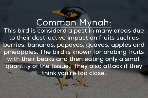 beak - Common Mynah This bird is considerd a pest in many areas due to their destructive impact on fruits such as berries, bananas, papayas, guavas, apples and pineapples. The bird is known for probing fruits with their beaks and then eating only a small 