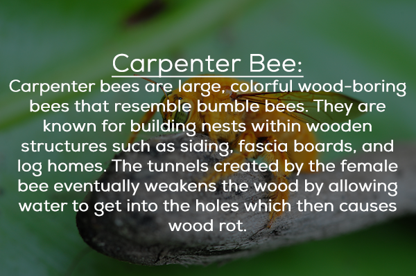 martin luther king jr quotes - Carpenter Bee Carpenter bees are large, colorful woodboring bees that resemble bumble bees. They are known for building nests within wooden structures such as siding, fascia boards, and log homes. The tunnels created by the 