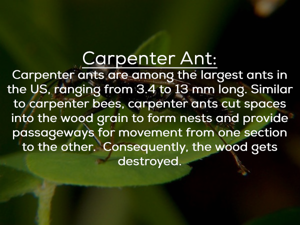 leaf - Carpenter Ant Carpenter ants are among the largest ants in the Us, ranging from 3.4 to 13 mm long. Similar to carpenter bees, carpenter ants cut spaces into the wood grain to form nests and provide passageways for movement from one section to the o