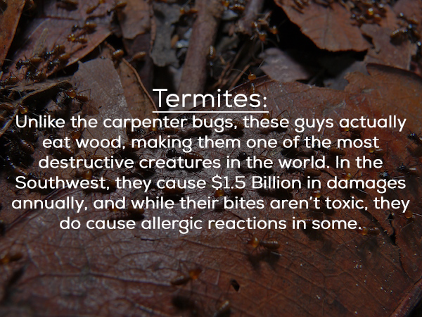 soil - Termites Un the carpenter bugs, these guys actually eat wood, making them one of the most destructive creatures in the world. In the Southwest, they cause $1.5 Billion in damages annually, and while their bites aren't toxic, they do cause allergic…